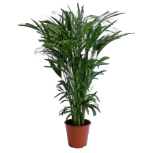 Areca palm